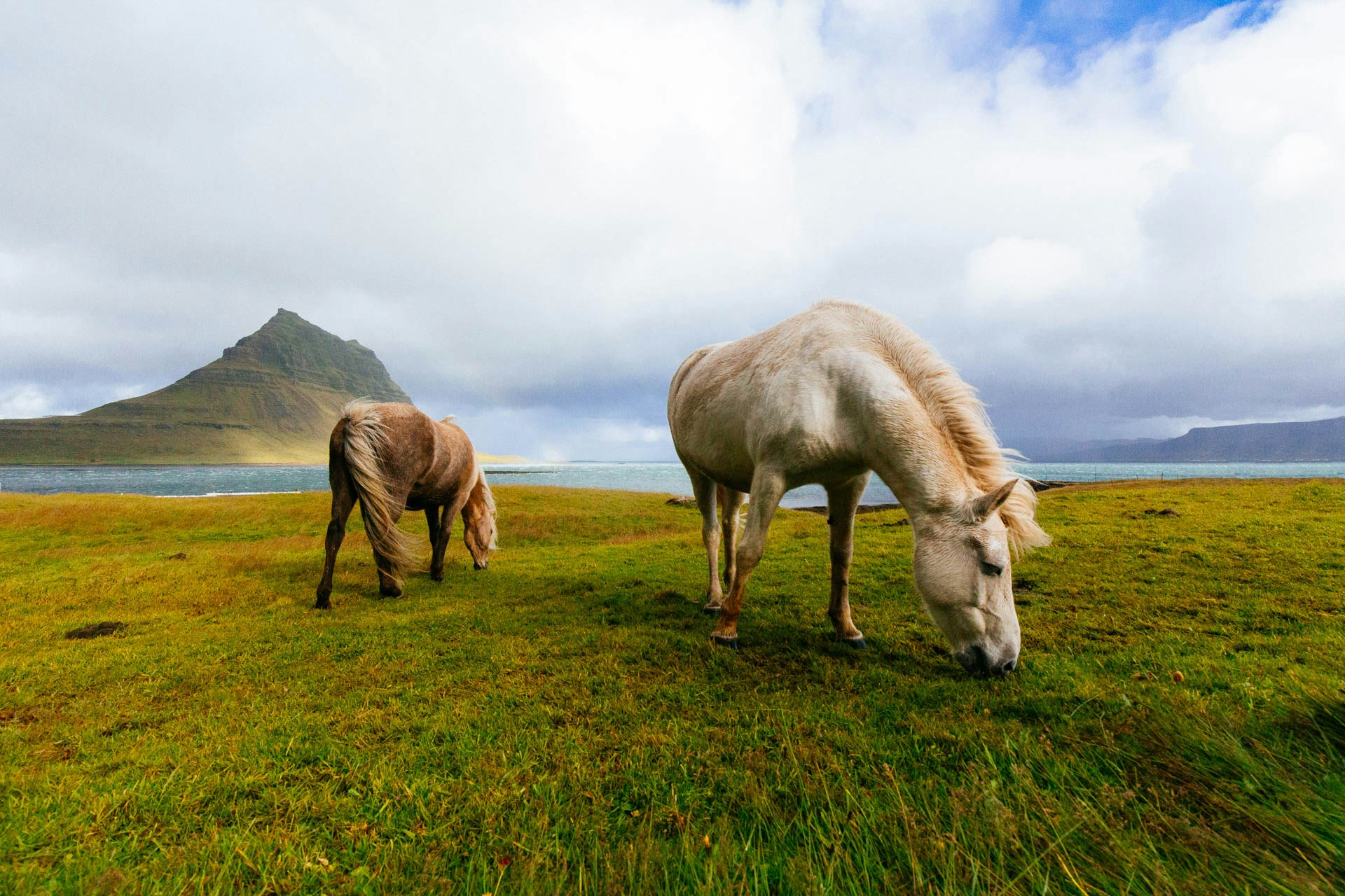 Kuido equino - Caballos