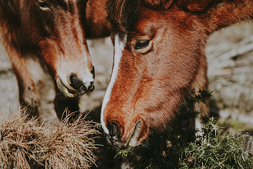 Kuido equino - Caballos