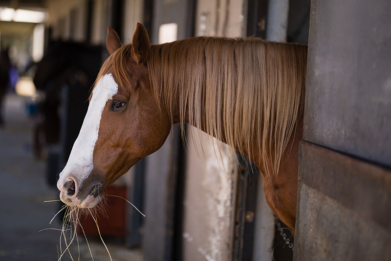 Caballo comiendo - Kuido