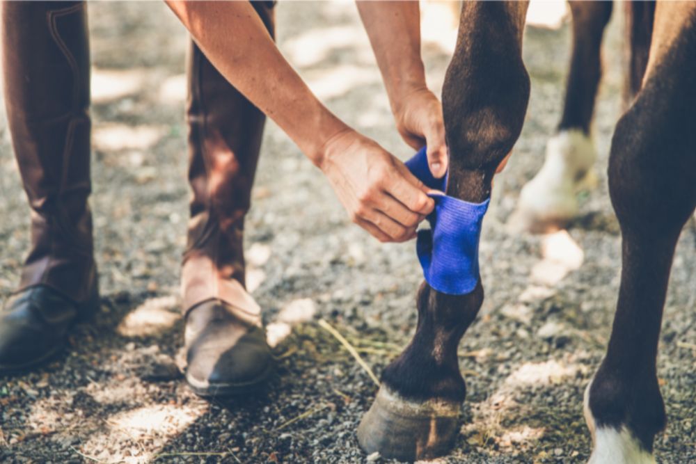 persona vendando un caballo