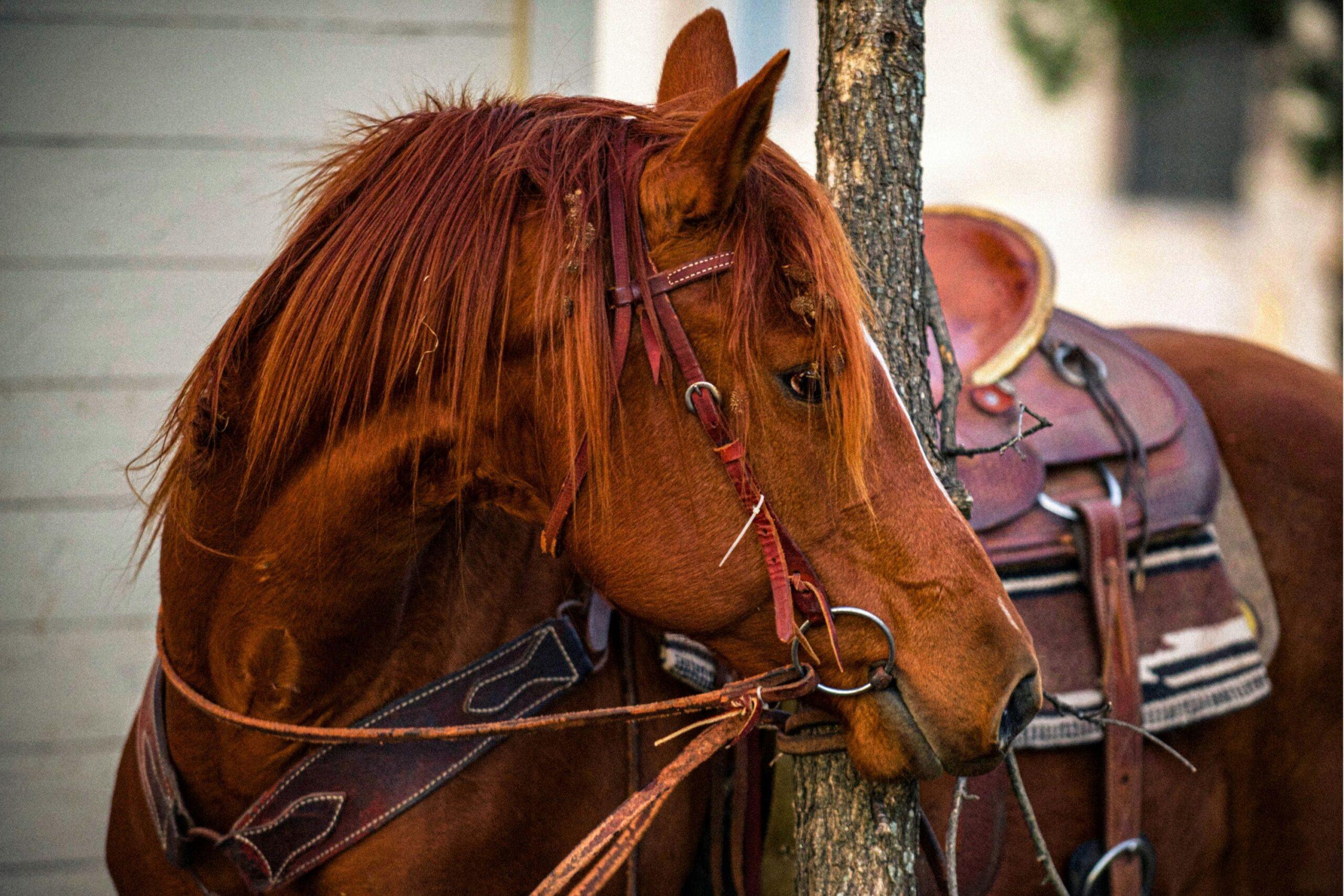 caballo sano